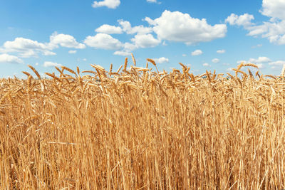 Scenic view of wheat field against sky