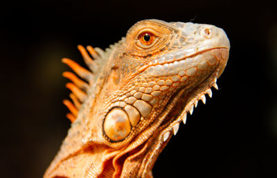 Close-up of lizard against black background