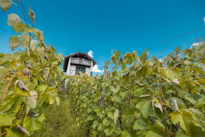 Low angle view of plants against clear blue sky