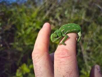 Cropped hand holding lizard