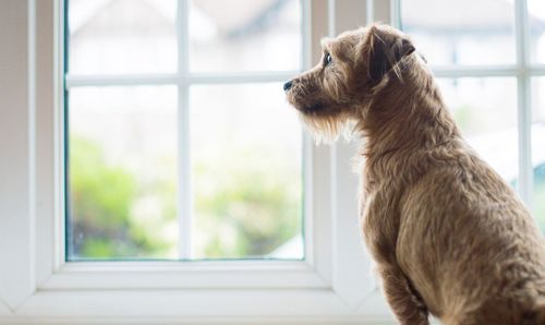 Close-up of dog looking through window