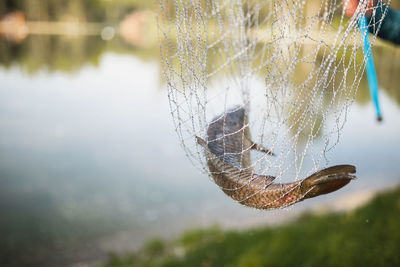 A fisherman keeps a fish in a net with a net near the lake