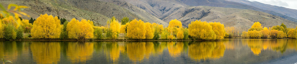 Reflection of trees in pond