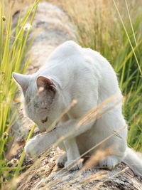 View of a cat on field