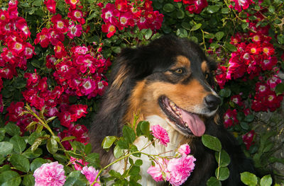 Portrait of beautiful australian shepherd dog on the roses