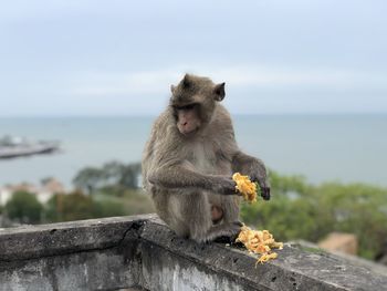 Monkey sitting on retaining wall