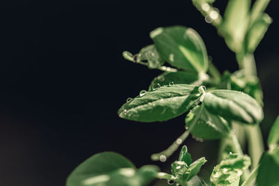 Close-up of wet plant