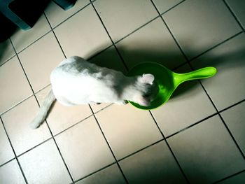 High angle view of stuffed toy at home