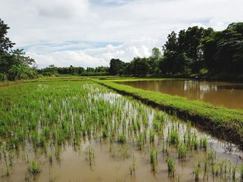 Rice paddy