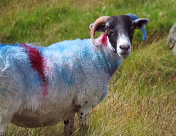 Portrait of sheep standing on field