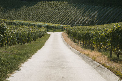 View of vineyard