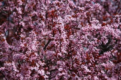 Close-up of flower tree