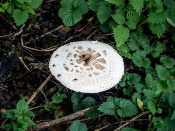 High angle view of mushroom growing on field