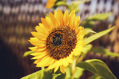 Close-up of sunflower