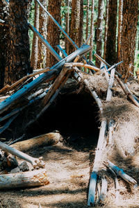 Damaged tree trunk in forest