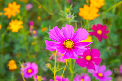 Beautiful pink cosmos flower blooming in the garden.