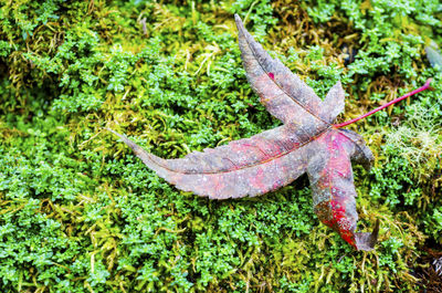 Close-up of snake on grass