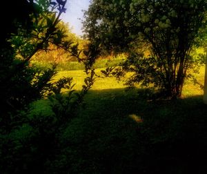 Trees on grassy field