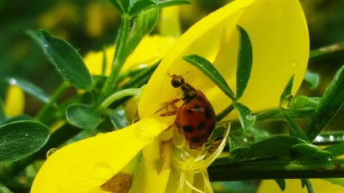 Close-up of flowers against blurred background