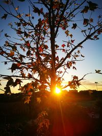 Silhouette tree against sky during sunset