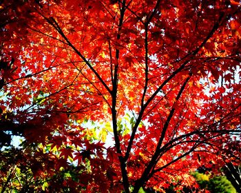 Low angle view of autumn leaves on tree