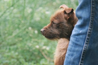 Close-up of dog on hand