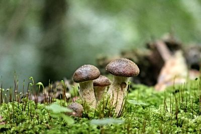 Close-up of mushrooms growing on field