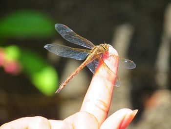 Close-up of insect on hand