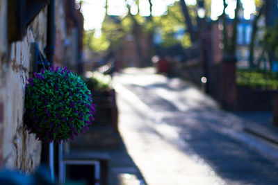 Close-up of plants against blurred background