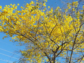 Low angle view of flowering tree against blue sky