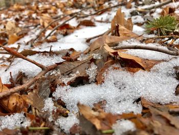 Close-up of snow on field