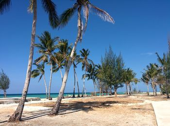 Palm trees on beach against clear blue sky