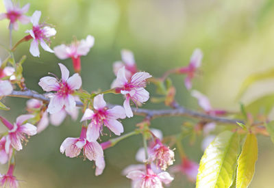 Close-up of pink flowering plant