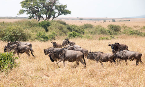 Horses on landscape against sky