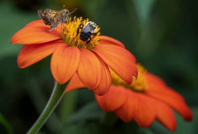 Pollinating together