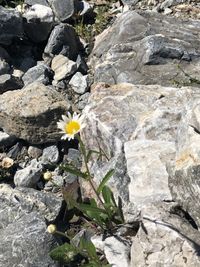 Close-up of flowering plant on rock