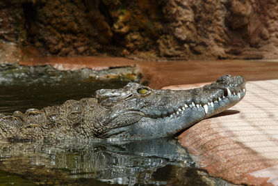Crocodile in pond 