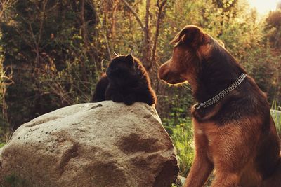 Two dogs on rock