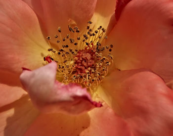 Close-up of pink flower