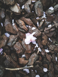 High angle view of pink flowering plant on rock