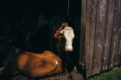 Close-up of cow in stable