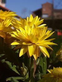 Close-up of yellow flowering plant