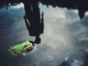 High angle view of man reflecting by frog in water