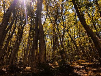 Low angle view of trees in forest against sky