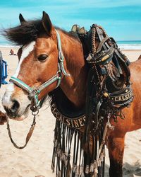 Close-up of a horse on the beach