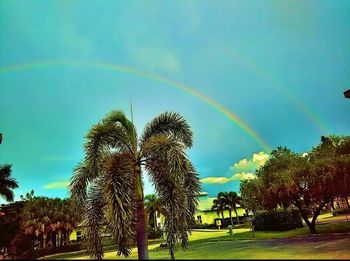 Palm trees against sky