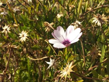 Close-up of white flowering plant