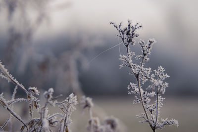 Close-up of frozen plant