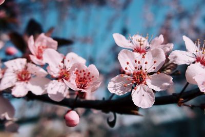 Close-up of pink cherry blossoms