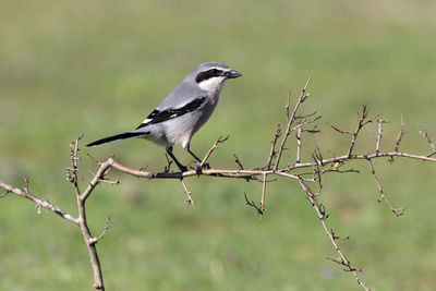 Bird perching on branch